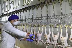 نظارت بهداشتی بر استحصال بیش از 3400 تن گوشت سفید و 89 تن گوشت قرمز در کشتارگاه های دام و طیور مه ولات در 9 ماهه سال 1401